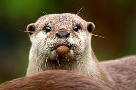 Otter Otters Otter Art Animals Friends