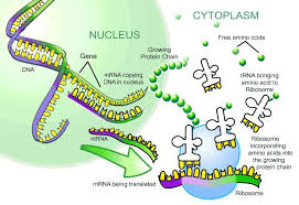 Dna Replication Diagram Dna Transcription Transcription