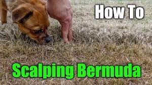 Bermuda roots are really strong and they can get pretty. Scalping Bermuda Grass How To Scalp A Lawn Youtube