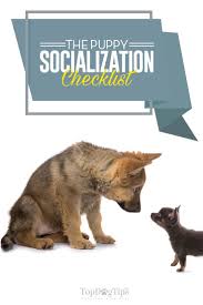 If they need to sleep and rest, let them. Puppy Socialization Checklist How When And Why To Socialize A Puppy