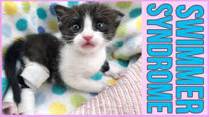 Swimmer Syndrome In Young Kittens Kitten Lady