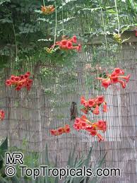 This seed mix is a great way to get started. Campsis Radicans Scarlet Trumpet Vine Red Bignonia Blood Trumpet Dynamic Trumpet Vine Toptropicals Com