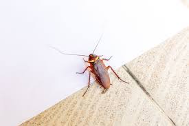 We did not find results for: Water Bugs Vs Cockroaches How To Tell The Difference Kill Them