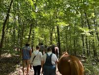 Sylvotherapy with Horses