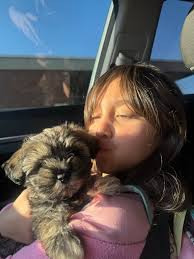 I don't live in el centro but does anyone know if it's been picked up or if  animal control or pd is going to pick it up? Also wondering if it lets