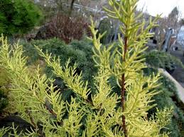 Image result for Cupressus macrocarpa