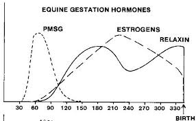 Equine Pregnancy