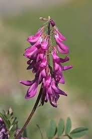 Image result for Hedysarum