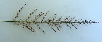 Image result for Setaria lindenbergiana