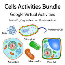 Animal cells don't have chloroplasts: Cells Virtual Activities Bundle By Beautiful Biology Tpt