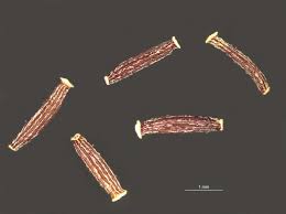 Image result for Crassocephalum