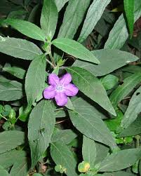 Image result for Blumea squarrosa