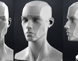 Planes Of The Head 3d Models Anatomy Sculpture Face Anatomy Planes Of The Face