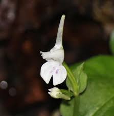 Image result for Disperis reichenbachiana