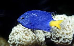 Check spelling or type a new query. The 26 Best Saltwater Fish For Your Aquarium Fish Care Guide