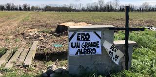 Parrebbe una considerazione del tutto ovvia, ma così non è alla luce di una causa civile che ha visto soccombere l'autore di un incauto e drastico disboscamento. San Felice Una Croce Per Il Pioppo Secolare Accesso Agli Atti Degli Ambientalisti Cremonaoggi