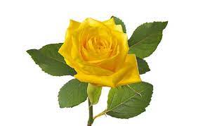 Have You Ever Wondered About Single Yellow Rose Meaning All Rose Color Meanings