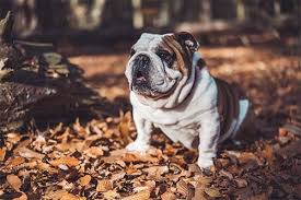 Luckily, most don't shed a lot—although it's more than you might expect, especially when the seasons change. Do English Bulldogs Shed The Complete Guid Dog Advice Center