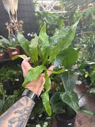 Image result for Microsorum