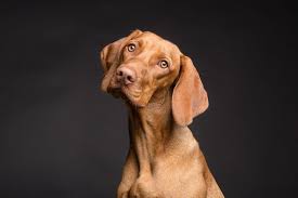 Littlest pet shop egyptian #391 shorthair cat kitten around the world. Free Image On Pixabay Dog Animal Portrait Pet Brown Dresser Un Chien Photo Chien Chien
