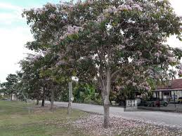 Bunga melati adalah tanaman bunga hias yang berupa perdu berbatang tegak yang hidup menahun (perennial plants). 1 000 Pokok Sakura Malaysia Berbunga Di Kuantan