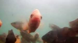 Berlokasi di desa jeruk leueut, kecamatan sindangwangi, kabupaten majalengka, air yang mengalir di telaga ini berasal dari air bawah tanah. Berenang Bersama Ikan Warna Warni Di Telaga Herang Majalengka Video Underwater Youtube