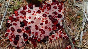 We did not find results for: The Creepy Bleeding Tooth Fungus Georgia Wildlife Blog