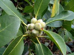 Image result for Ficus burkei