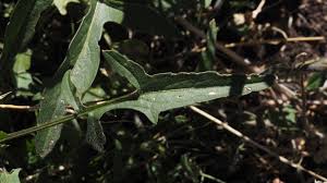 Image result for Sisymbrium orientale