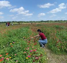 Michigan flower farm northville, mi, 48167. Pick Your Own Fresh Flowers And Produce At Hunsader Farms Sarasota Magazine