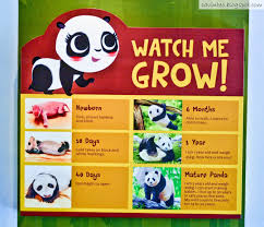 Not to mention that the female pandas only have a small window of two to four days per year to get preggers. Entree Kibbles Giant Panda Forest Saying Hi To Kai Kai Jia Jia River Safari Singapore