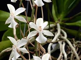 Image result for Aerangis ugandensis