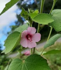 Image result for Urena lobata