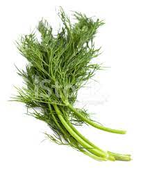 Imagem Erva De Dill Fresco Royalty Free Freeimages