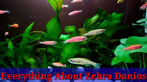 A macro photo of one of our zebra danios. Everything About Danios Fish Youtube