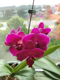 Pin On Orchids