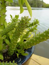 Image result for Monadenium rugosum