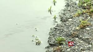 Definition of stillwater (entry 2 of 2). Dept Of Agriculture Remove Stand Still Water To Reduce Mosquito Breeding 47abc