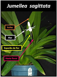 Image result for Jumellea usambarensis