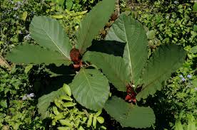 Image result for Mitragyna rubrostipulata