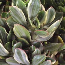 Indoor jade plants should be placed where they can get lots of sunlight. Variegated Jade Plant Crassula Ovata Proven Winners