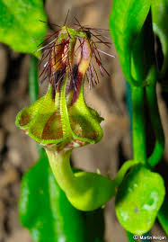 Image result for Ceropegia nilotica