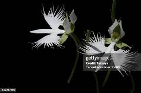 Image result for Habenaria arianae