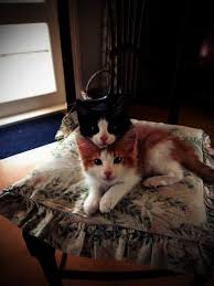 Cats And New Kittens Cats And Kittens Giveaway Toowoomba Qld Cats Cute Cats Kitten Pictures