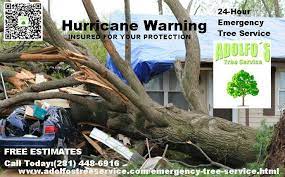 Houston Tree Removal Www Adolfostreeservice Com Tree Service Tree Care Tree Removal