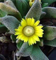 Image result for Nananthus aloides