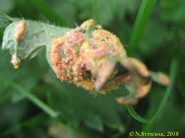 Image result for Monosis conferta