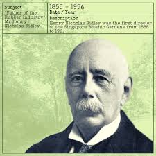 Nicknamed “Mad Ridley” for his fervour in promoting rubber planting, Henry  Nicholas Ridley pioneered the rubber industry in Malaya with Singapore  among the first to establish rubber plantations in 1898. He thus
