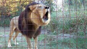 They are staying with their owners until a new home can be found for them. Lion Roaring Hd Big Cat Rescue Tampa Fl Youtube