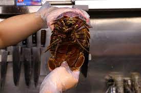 Taipei restaurant dishes up giant isopod noodles for adventurous patrons |  Reuters